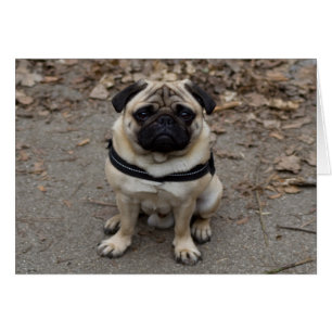 Sehr schwerer Mops