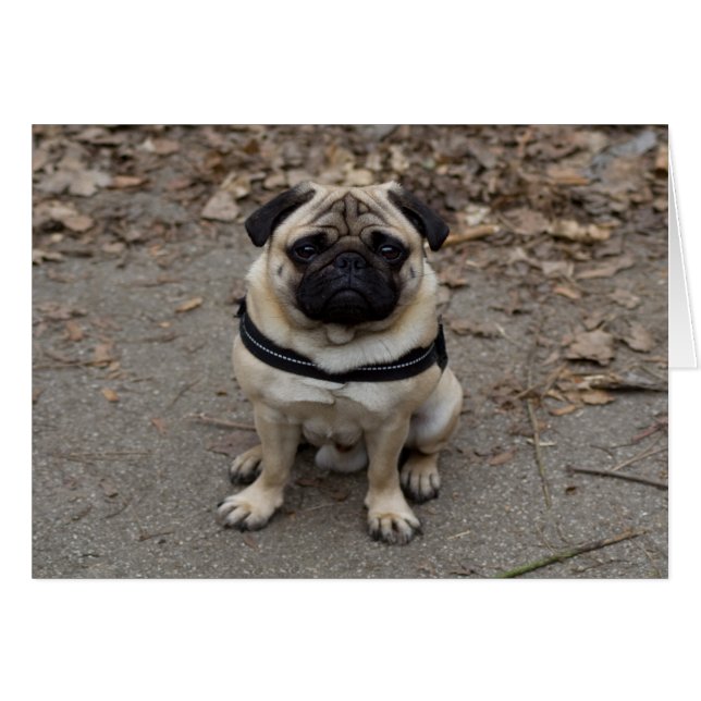 Sehr schwerer Mops (Vorderseite (Horizontal))
