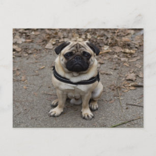 Sehr schwerer Mops Postkarte