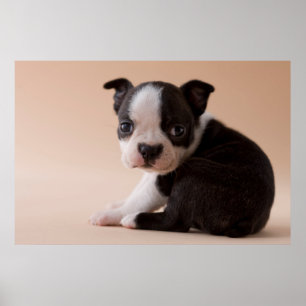 Sehr Young Boston Terrier Puppy Poster