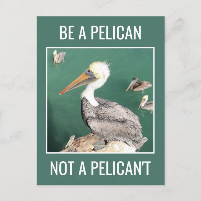 Sei Pelikan, kein Pelikan, nicht Postkarte (Vorderseite)