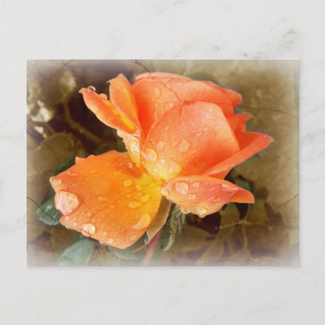 Seide auf Rose..... Postkarte (Vorderseite)