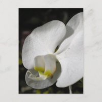Seide - Weiße Orchideen - Postkarte