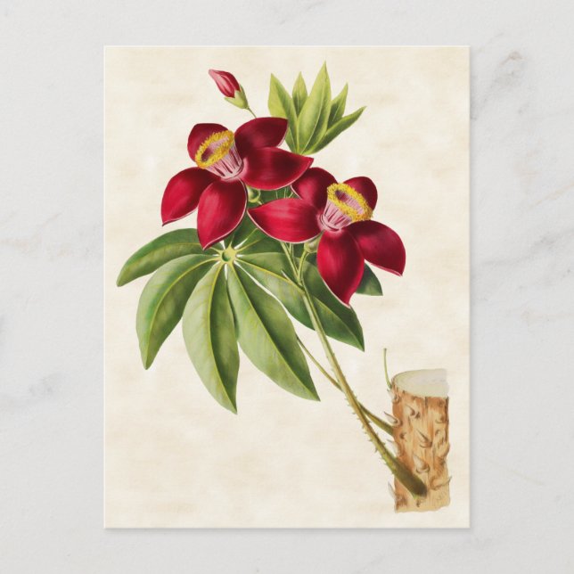 Seidenbaum Vintag botanisch Postkarte (Vorderseite)