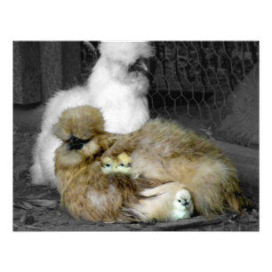 Seidenhühner mit Hähnchen, die aus Federn pinkeln Fotodruck