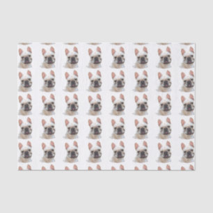 Seidenpapier der französischen Bulldogge