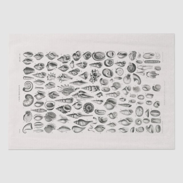 Seidenpapier: OLIVER GOLDSMITH: KONCHOLOGIE Seidenpapier (Vorderseite)