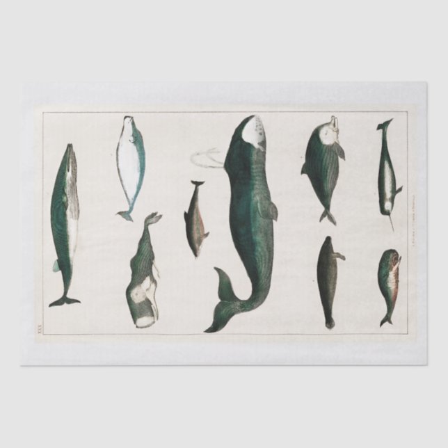 Seidenpapier: OLIVER GOLDSMITH: WALD Seidenpapier (Vorderseite)