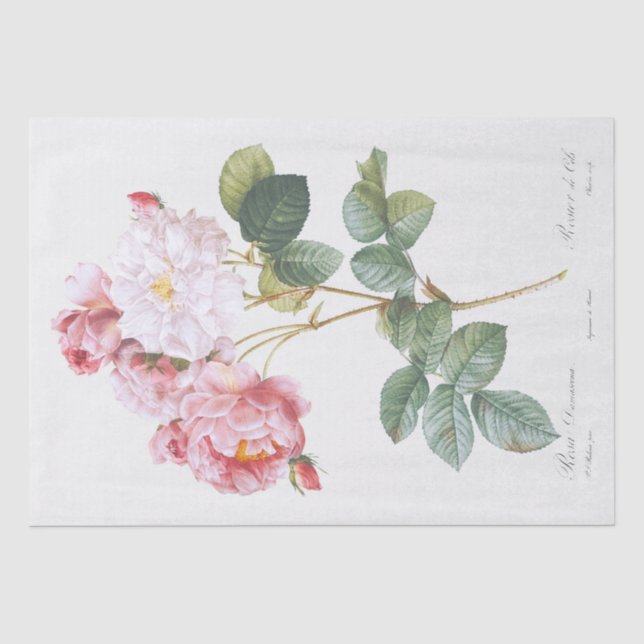 Seidenpapier: PIERRE'JOSEPH REDOUTÉ: ROSEBUSH Seidenpapier (Vorderseite)