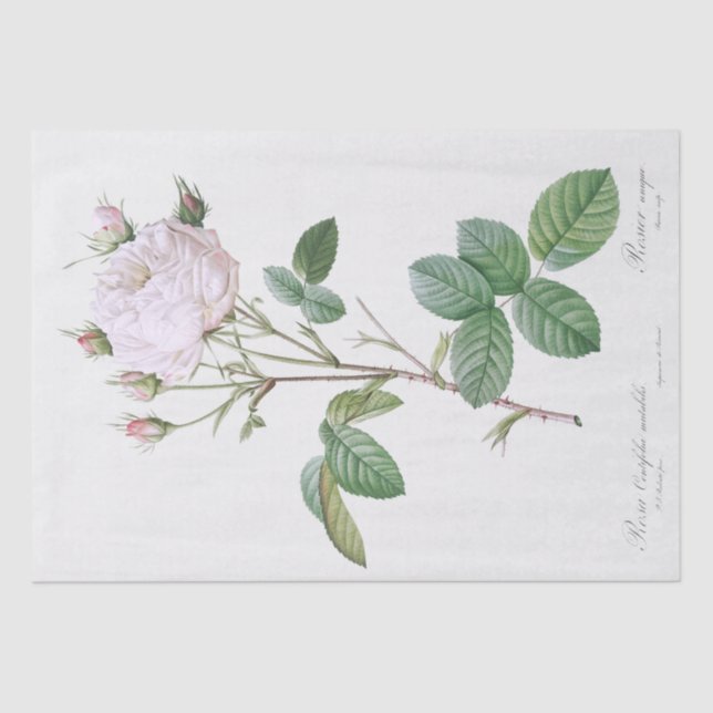 Seidenpapier: PIERRE'JOSEPH REDOUTÉ: WEISSE ROSE Seidenpapier (Vorderseite)