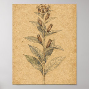 Seidenpflanze mit botanischer Kunst der Hülsen Poster