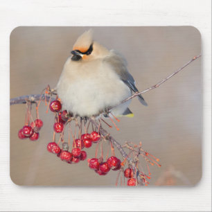 Seidenschwanz im Winter, Kanada Mousepad