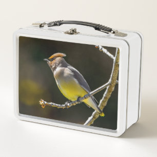 Seidenschwanz Singvogel Original Wildvogel-Foto Metall Brotdose