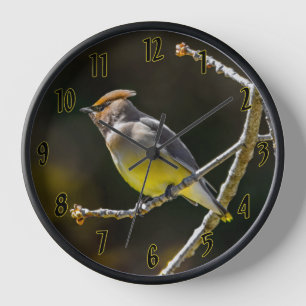 Seidenschwanz Singvogel Original Wildvogel-Foto Uhr