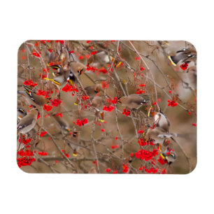 Seidenschwänze beim Fressen von Eberesche Magnet