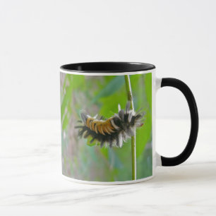 Seidenspinner-Raupe des Gewöhnlichen Seidenkrauts Tasse