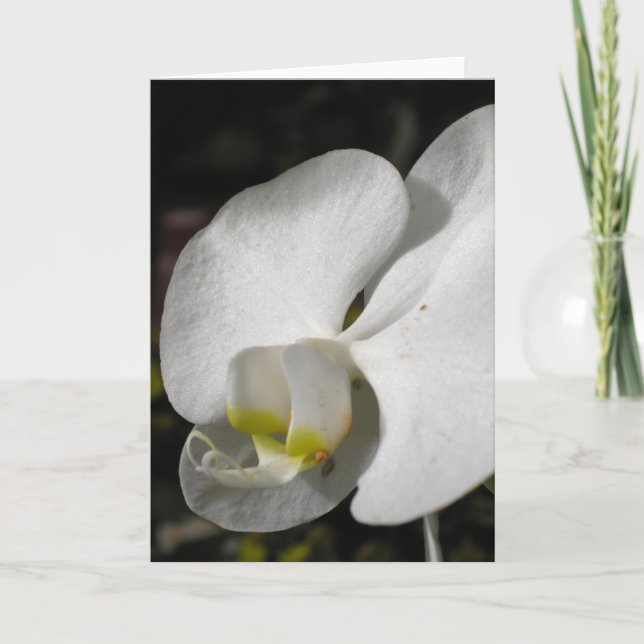 Seidenweiße Orchideenkarte Karte (Vorderseite)
