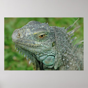 Seien Sie hier Drachen Poster