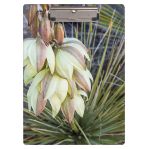 Seifenbaum-Yucca-Blüten am oberen Missouri Klemmbrett