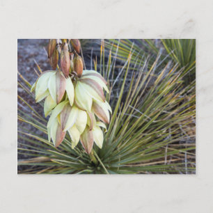 Seifenbaum-Yucca-Blüten am oberen Missouri Postkarte