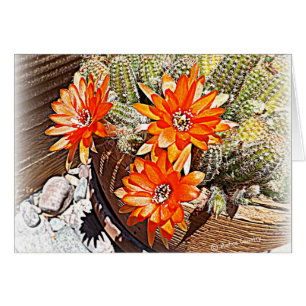 Seil-Kaktus-Blüte
