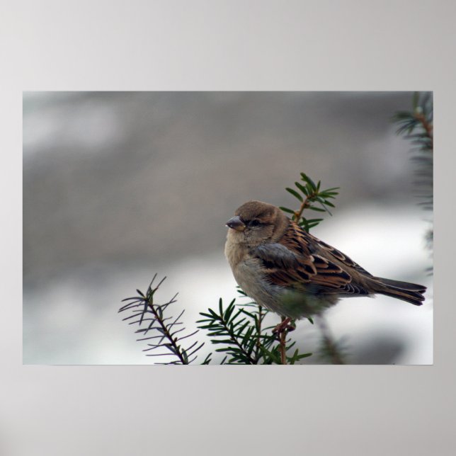 Sein Auge ist auf dem Sparrow Poster (Vorne)