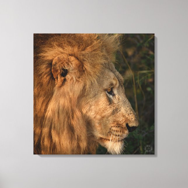 Seine Majestät afrikanische Lion Wrapped Canvas Pr Leinwanddruck (Vorderseite)