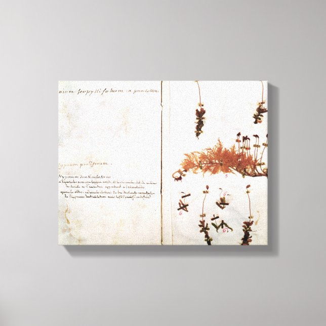 Seite 15 von einem Herbarium Leinwanddruck (Vorderseite)