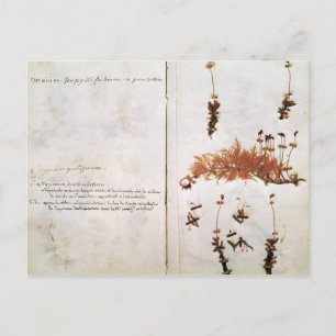 Seite 15 von einem Herbarium Postkarte