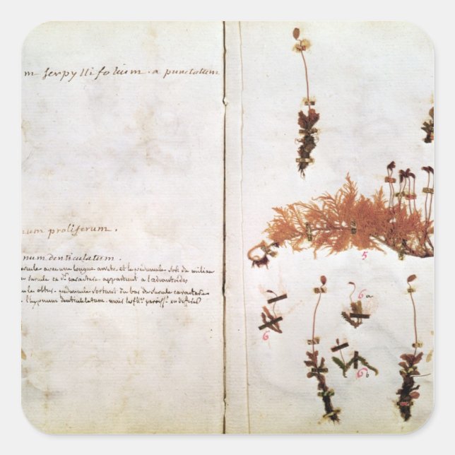 Seite 15 von einem Herbarium Quadratischer Aufkleber (Vorderseite)