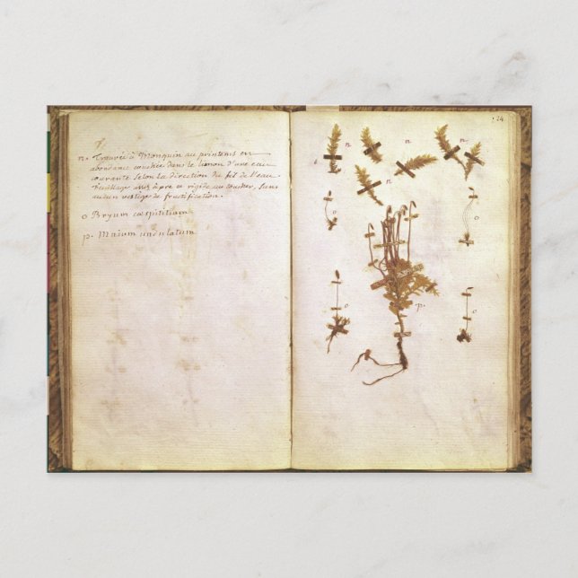 Seite 24 von einem Herbarium Postkarte (Vorderseite)