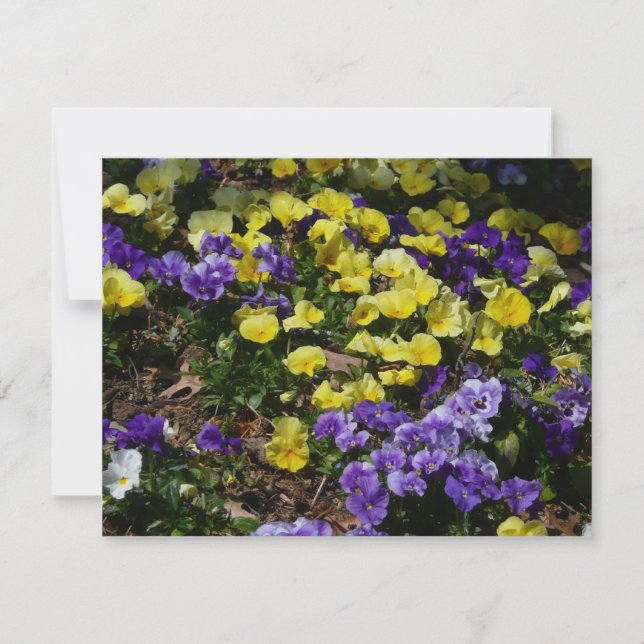 Seite der Lila und gelben Stiefmütterchen (Vorderseite)