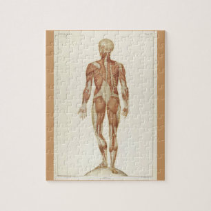Seiten aus einem alten Anatomie-Buch