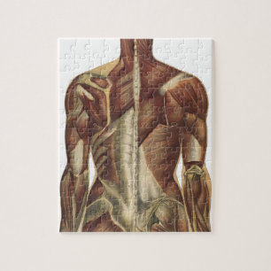 Seiten aus einem alten Anatomie-Buch