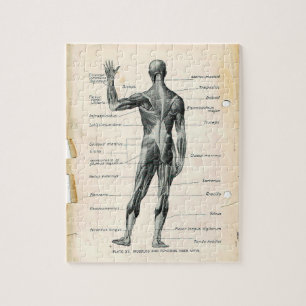 Seiten aus einem alten Anatomie-Buch