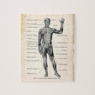 Seiten aus einem alten Anatomie-Buch