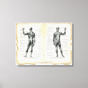 Seiten aus einem alten Anatomie-Buch Leinwanddruck
