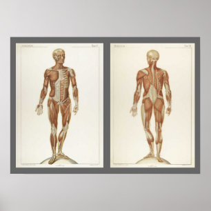 Seiten aus einem alten Anatomie-Lehrbuch Poster