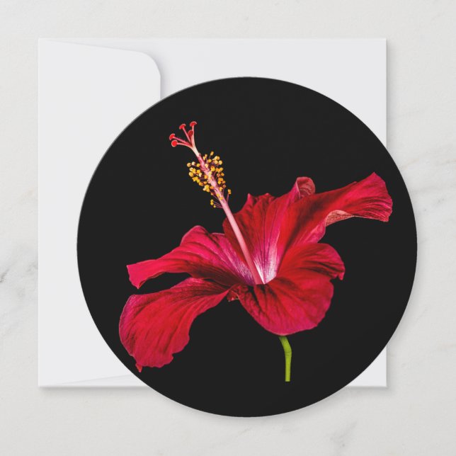 Seitenansicht der Blume des roten Hibiskus Einladung (Vorderseite)