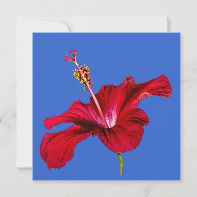 Seitenansicht der Blume des roten Hibiskus Einladung (Vorderseite)