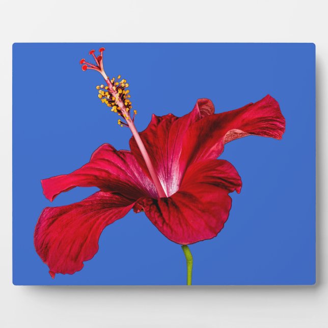 Seitenansicht der Blume des roten Hibiskus Fotoplatte (Vorderseite)