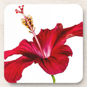 Seitenansicht der Blume des roten Hibiskus Getränkeuntersetzer