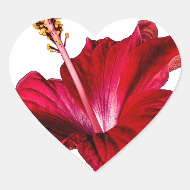 Seitenansicht der Blume des roten Hibiskus Herz-Aufkleber (Vorderseite)