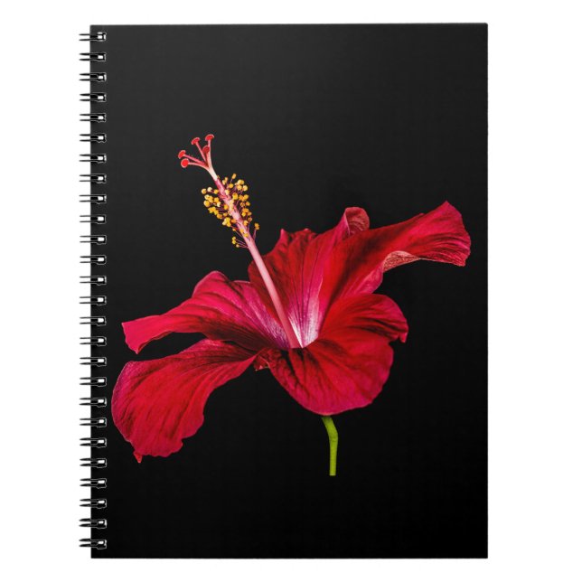 Seitenansicht der Blume des roten Hibiskus Notizblock (Vorderseite)