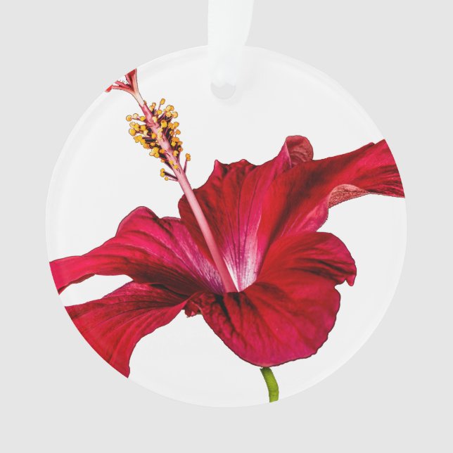 Seitenansicht der Blume des roten Hibiskus Ornament (Vorderseite)