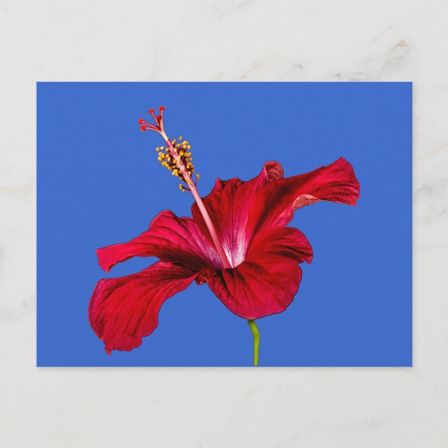 Seitenansicht der Blume des roten Hibiskus Postkarte (Vorderseite)