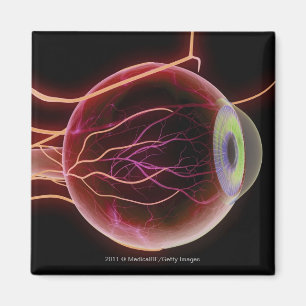 Seitenansicht der Blutgefäße des Auges Magnet