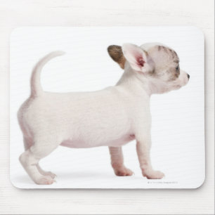 Seitenansicht des Chihuahua-Welpen (10 Wochen alt) Mousepad