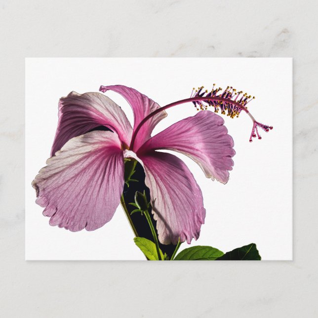 Seitenansicht des rosa Hibiskus Blume Postkarte (Vorderseite)