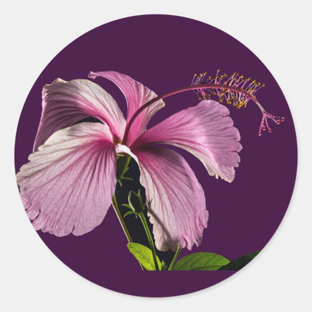 Seitenansicht des rosa Hibiskus Blume Runder Aufkleber (Vorderseite)
